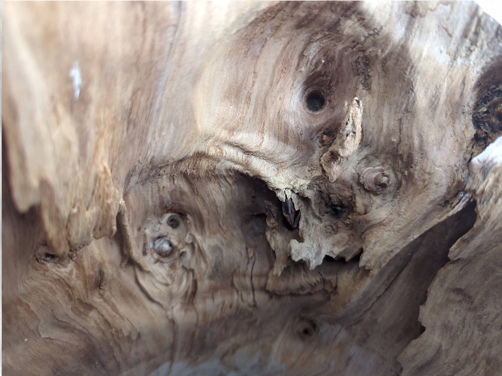 Natural light brown wood features deeply gnarled texture, swirling grain, small holes, and prominent knots.