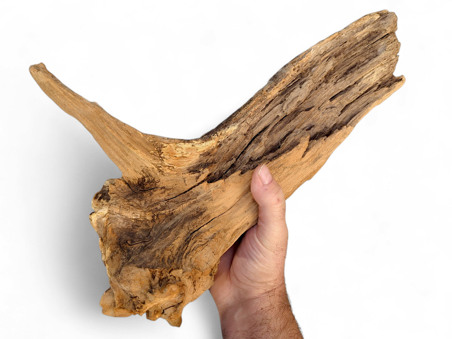 Hand holds a natural, V-shaped driftwood piece with weathered brown-tan tones and deeply textured surfaces.