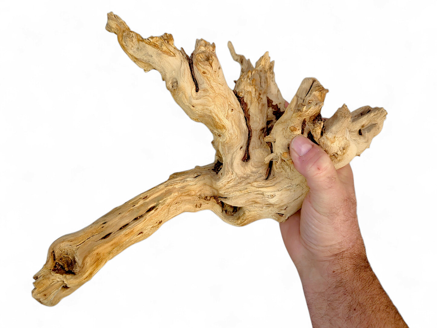 A hand holds a gnarled, light brown driftwood piece with intricate textures and branch-like formations.