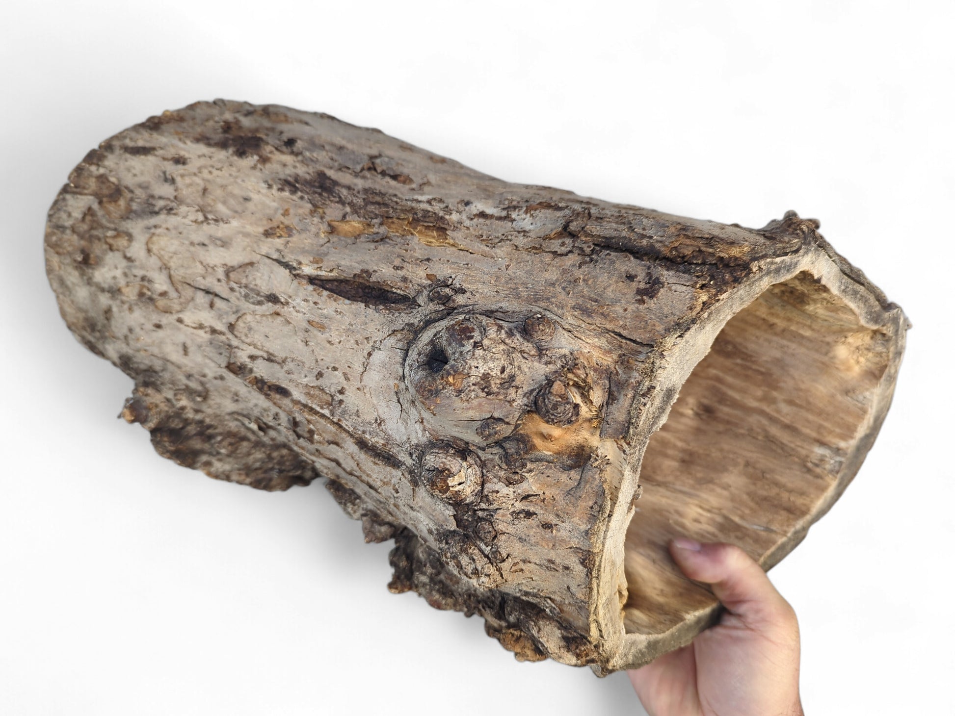 Weathered, hollow log section held by a hand, displaying rough grey-brown bark and a lighter wood interior.