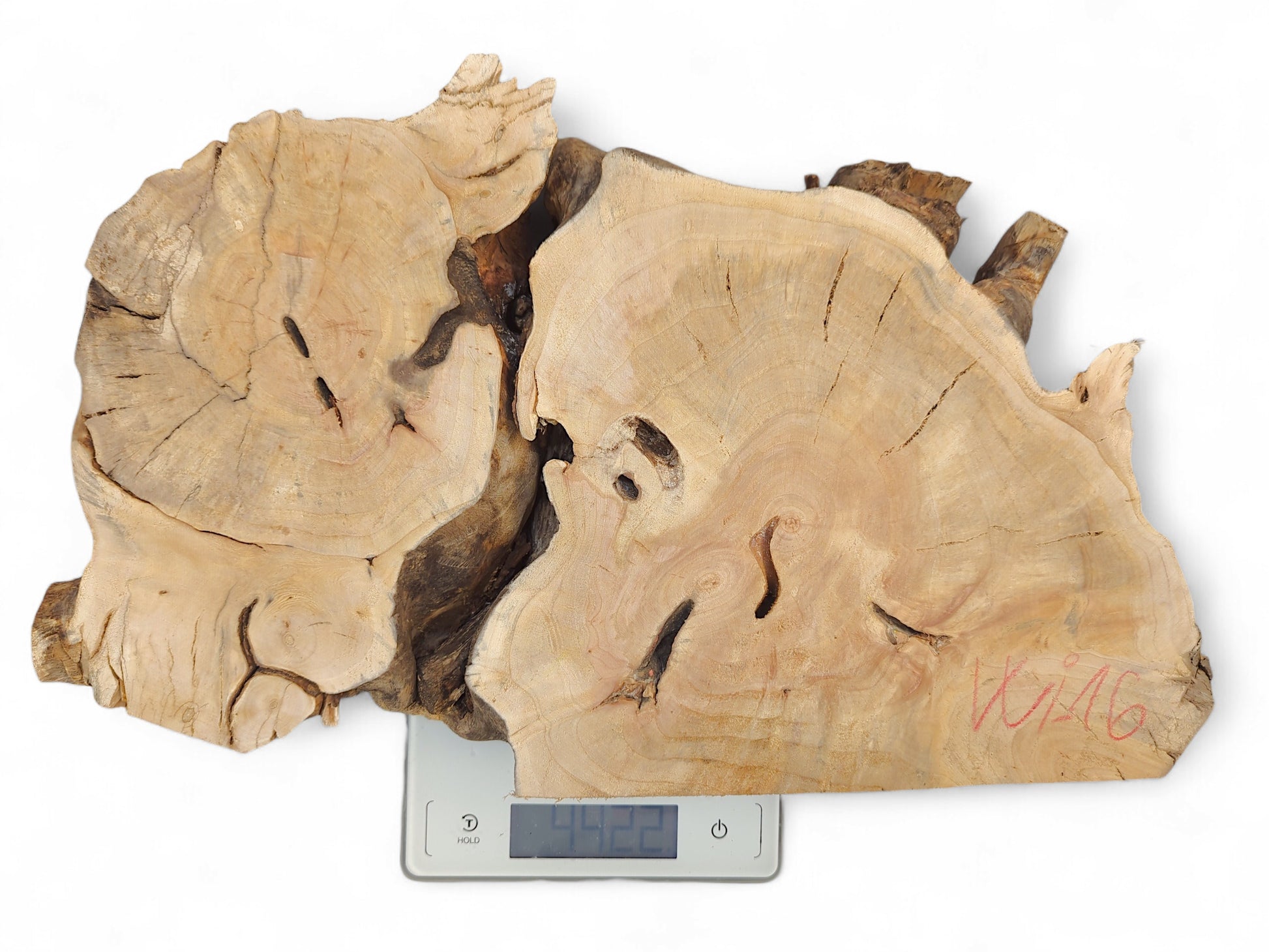 Tan, irregular wood slice with natural voids and growth rings, on a scale showing 4422, marked W16.