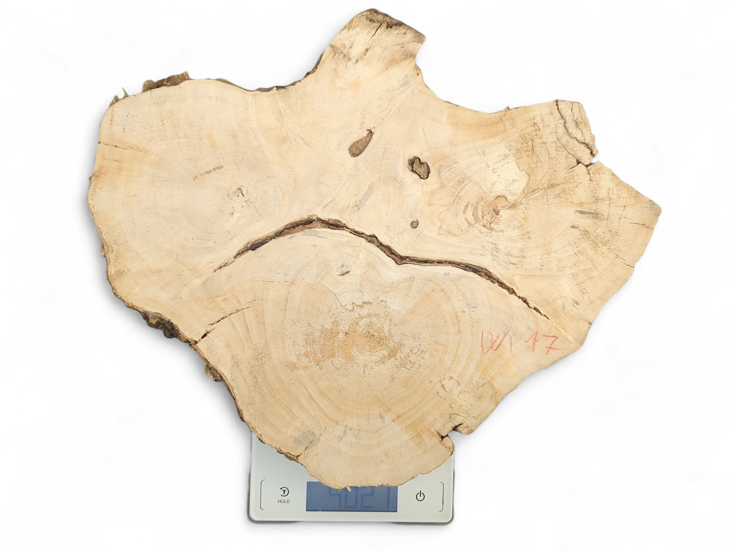 Light-colored, irregular wood slice with crack, visible growth rings, dark live edge, on a scale.
