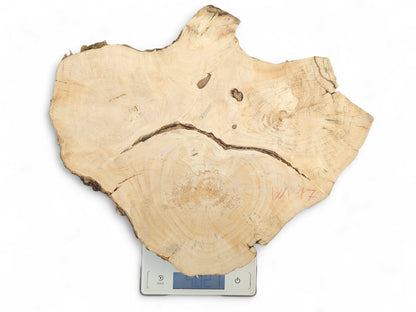 Light-colored, irregular wood slice with crack, visible growth rings, dark live edge, on a scale.