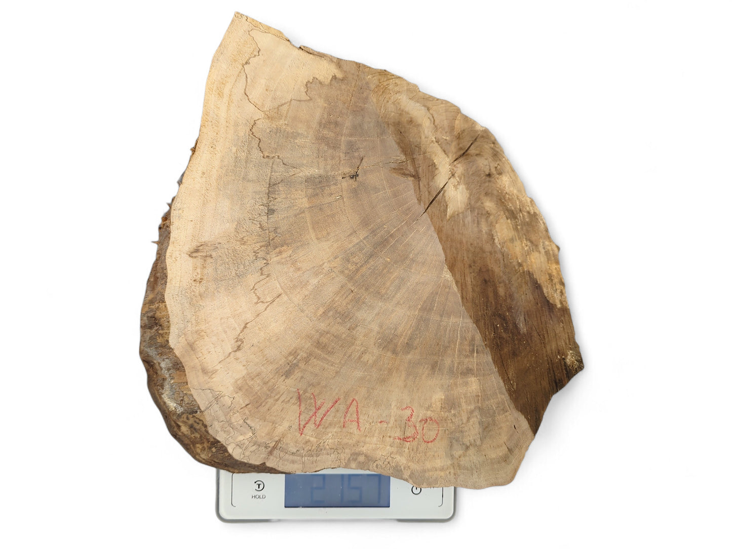 Irregular brown wood slice with growth rings, bark, 'WA-30', on a scale reading 2.75L.