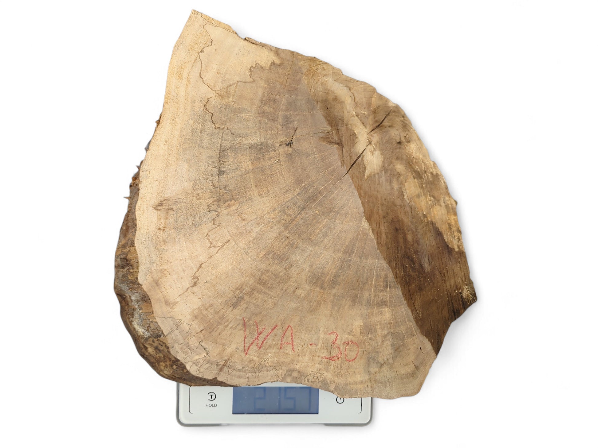 Irregular brown wood slice with growth rings, bark, 'WA-30', on a scale reading 2.75L.