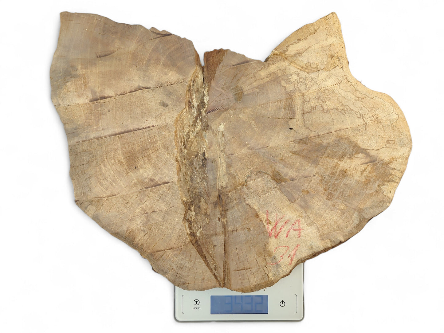 Irregular light brown wood slice with growth rings, 'WA 31', on digital scale reading 3432.