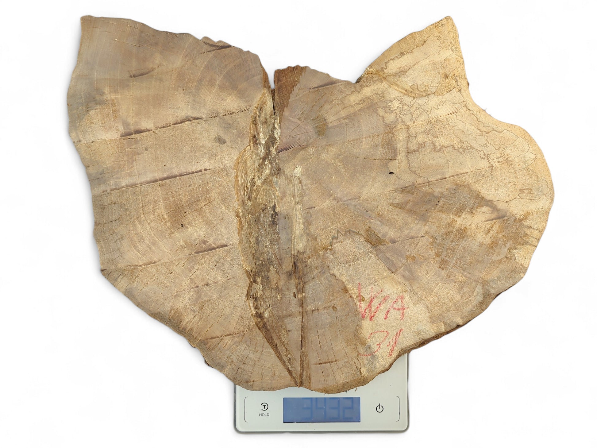 Irregular light brown wood slice with growth rings, 'WA 31', on digital scale reading 3432.