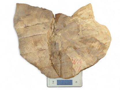 Irregular light brown wood slice with growth rings, 'WA 31', on digital scale reading 3432.