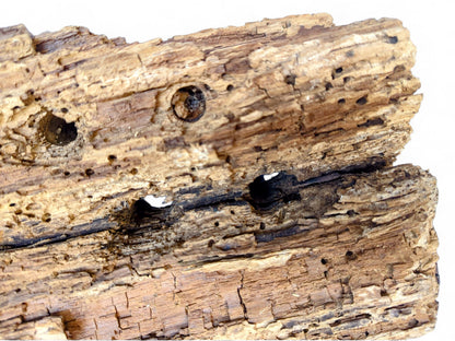 Rough, light brown wood fragment exhibiting deep furrows, flaking layers, small holes, and larger boreholes.