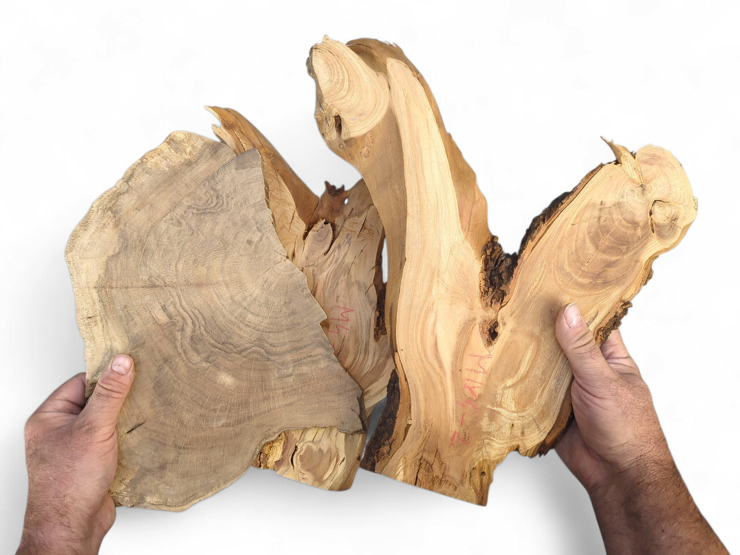Two hands hold several unfinished, irregular wood slices, showing natural grain patterns, knots, and bark edges.