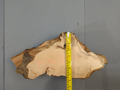 Light brown wood slice, irregular live edge, and bark, with a vertical yellow measuring tape and red text.