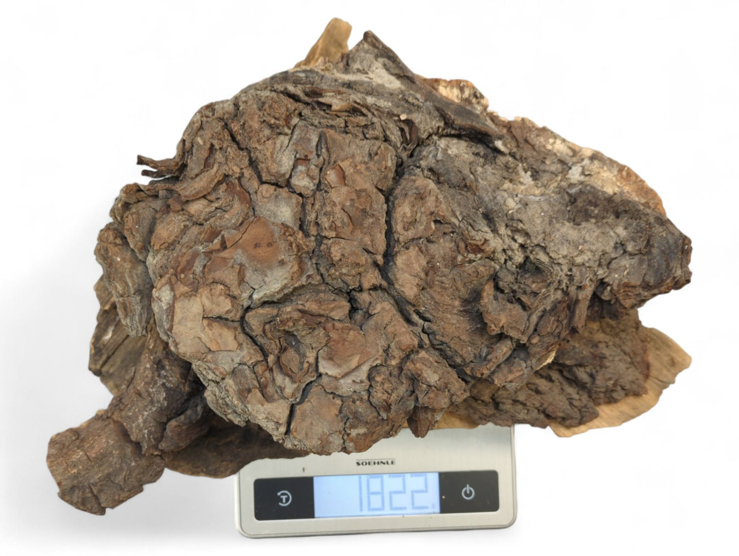 Gnarly, dark brown wood burl with rough bark texture displayed on a digital scale showing 1822g.