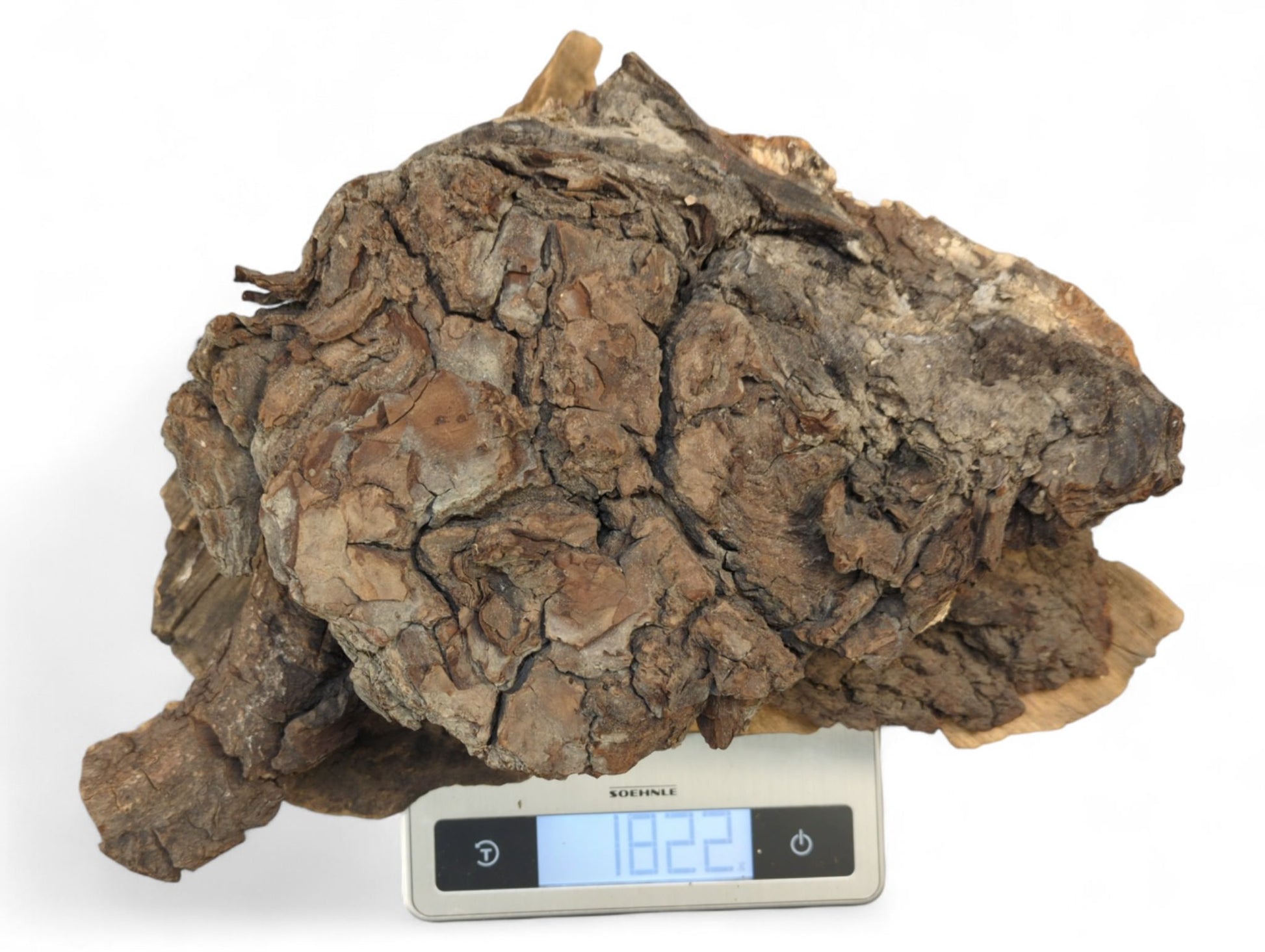 Gnarly, dark brown wood burl with rough bark texture displayed on a digital scale showing 1822g.