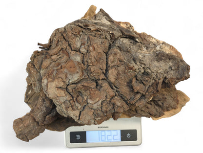 Gnarly, dark brown wood burl with rough bark texture displayed on a digital scale showing 1822g.