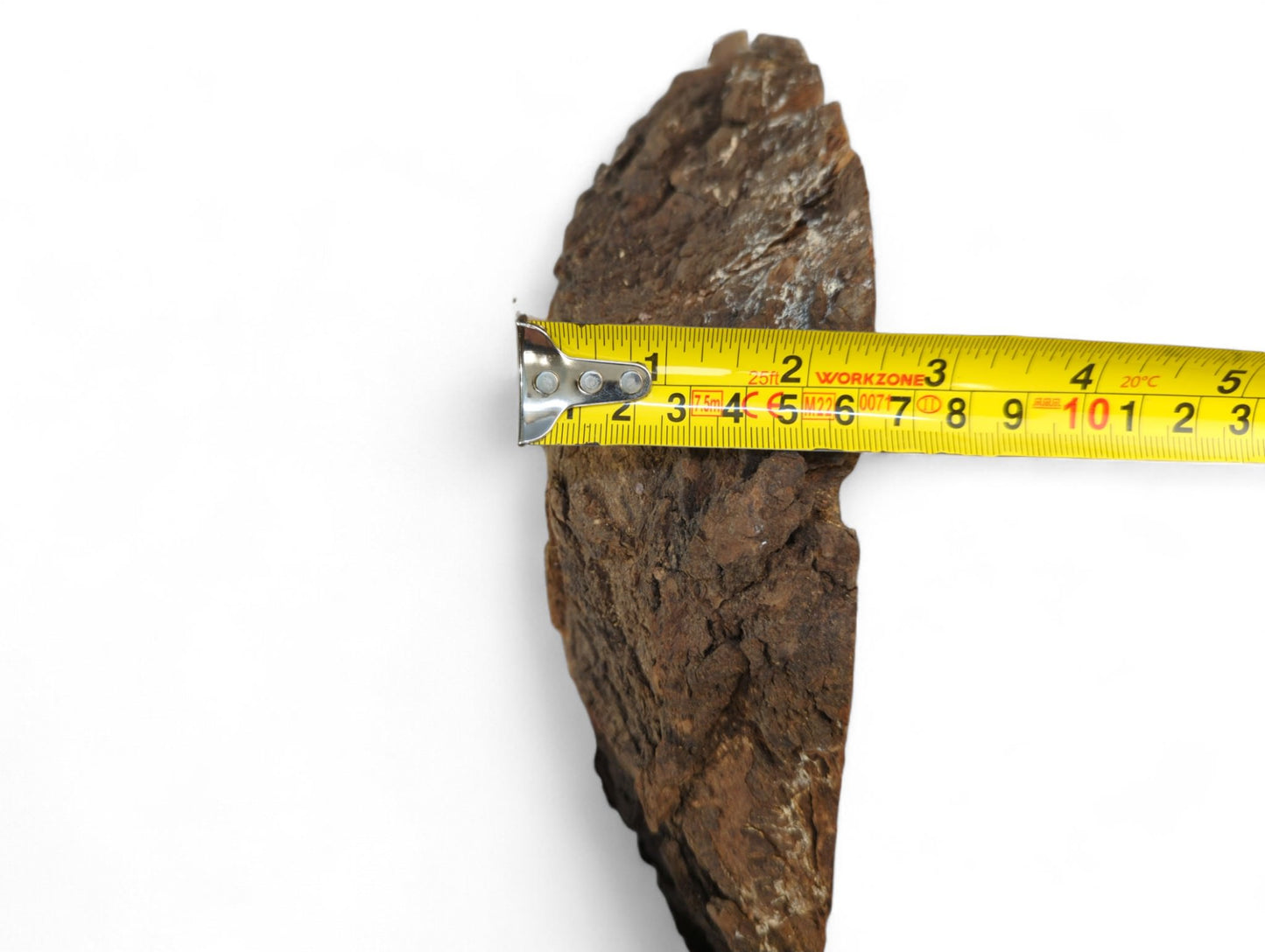 Rough, dark brown, irregular wood piece measured horizontally by a yellow tape against a white background.