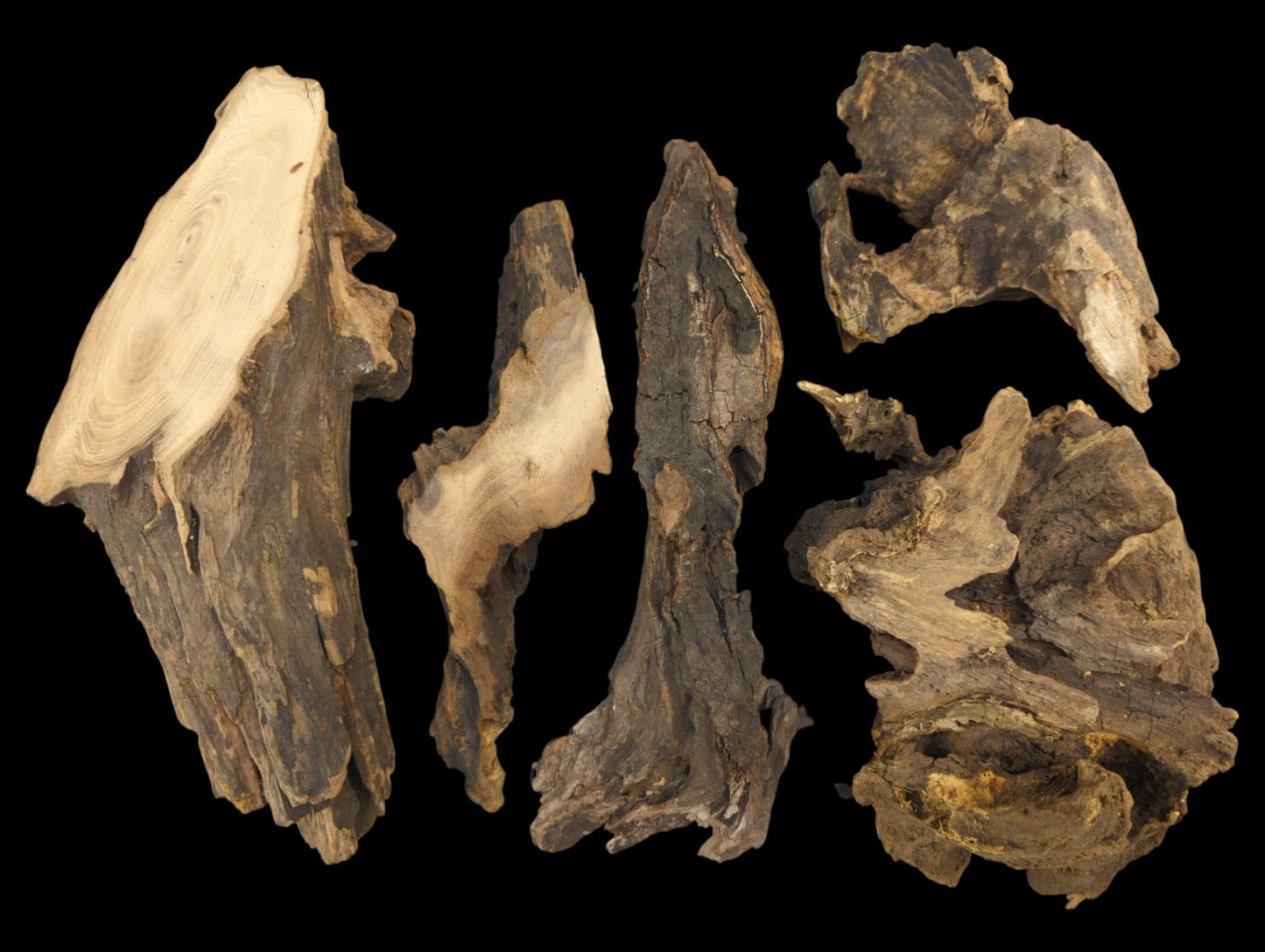 Six irregularly shaped, gnarled wood pieces; dark brown with light cuts revealing concentric rings and rough texture.