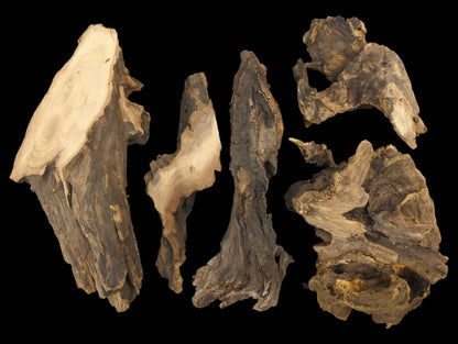 Six irregularly shaped, gnarled wood pieces; dark brown with light cuts revealing concentric rings and rough texture.
