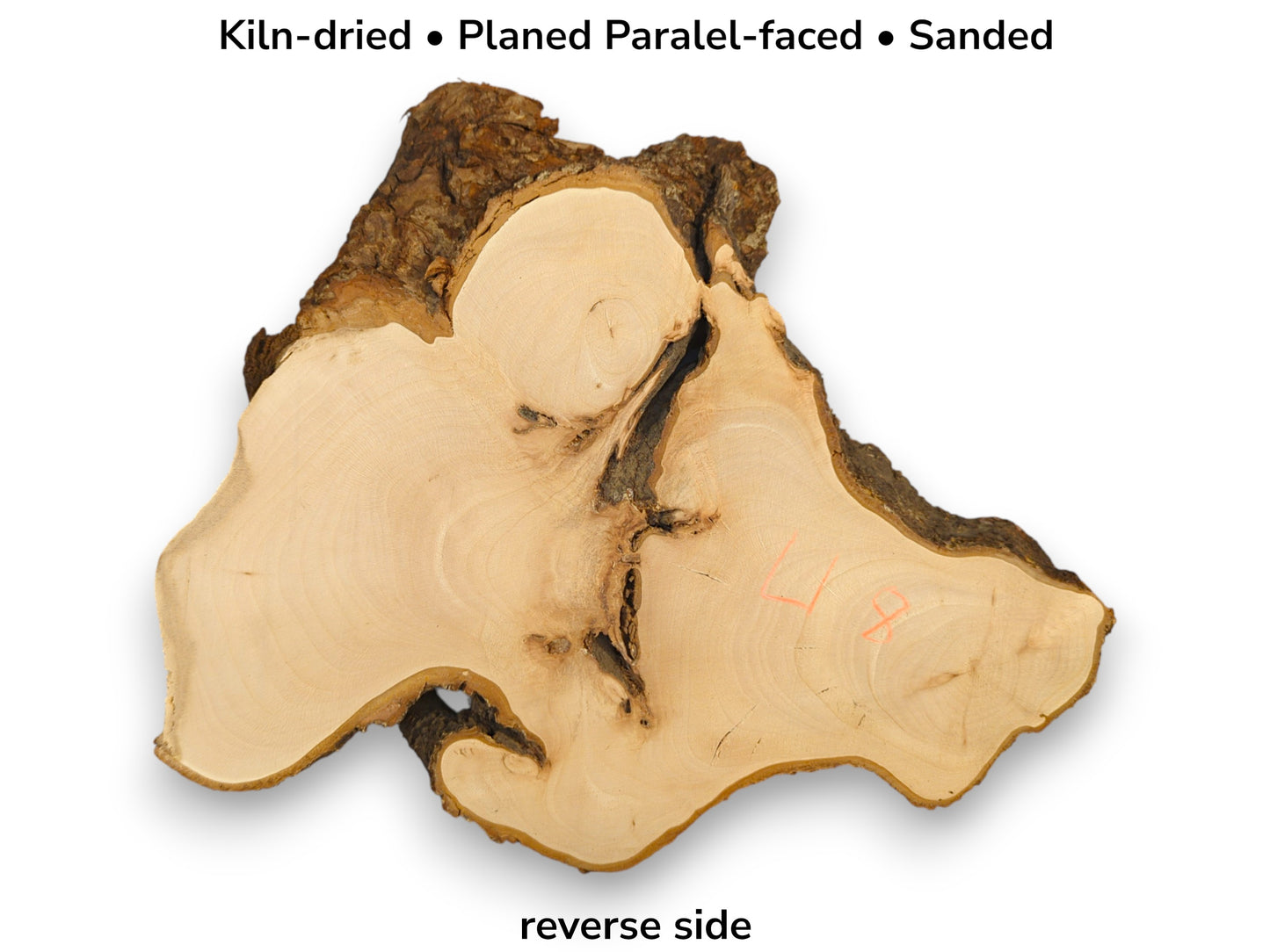Pale, irregular linden root wood slice's reverse side, kiln-dried, planed, sanded, with bark edges and grain.