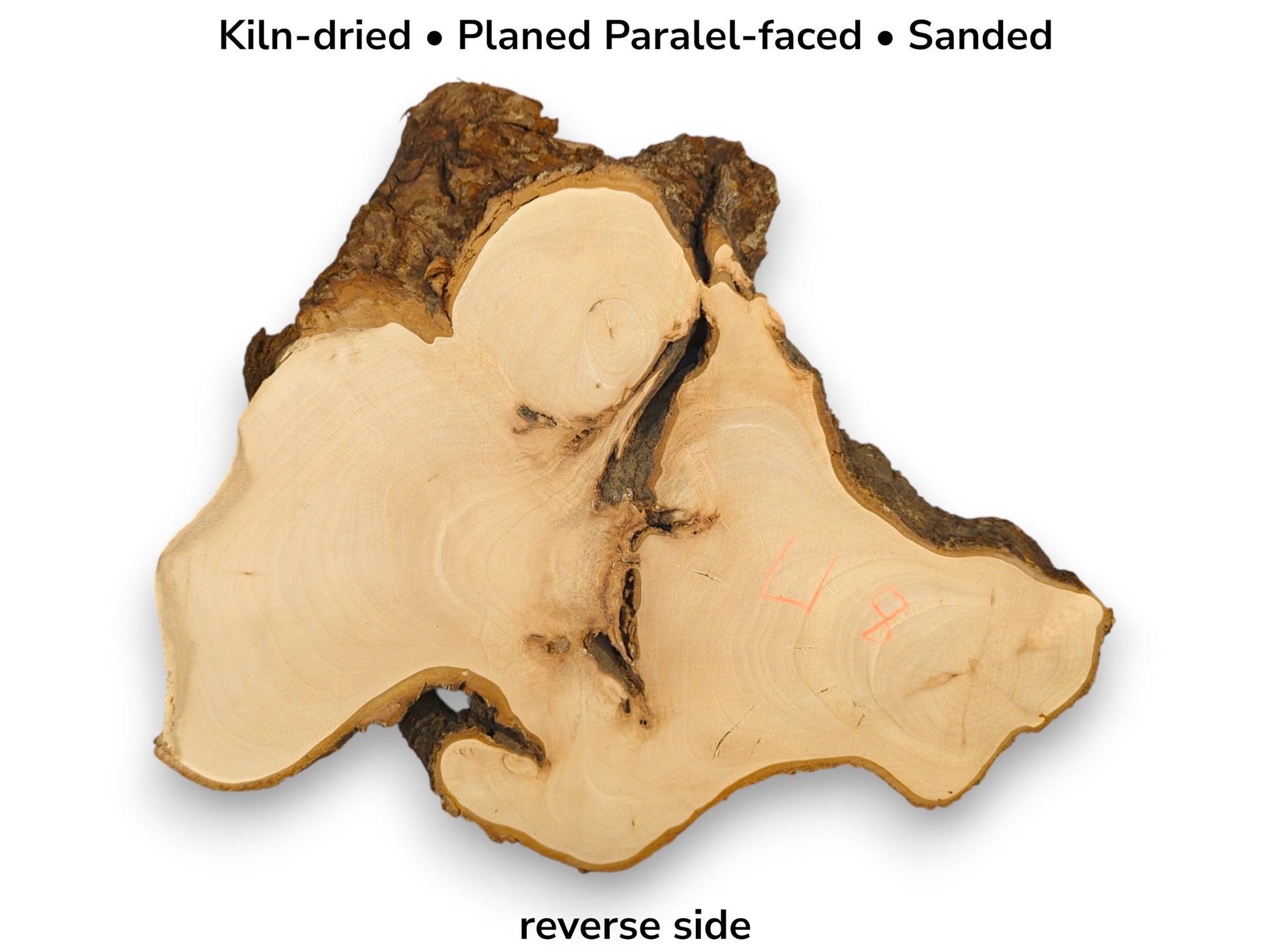 Pale, irregular linden root wood slice's reverse side, kiln-dried, planed, sanded, with bark edges and grain.