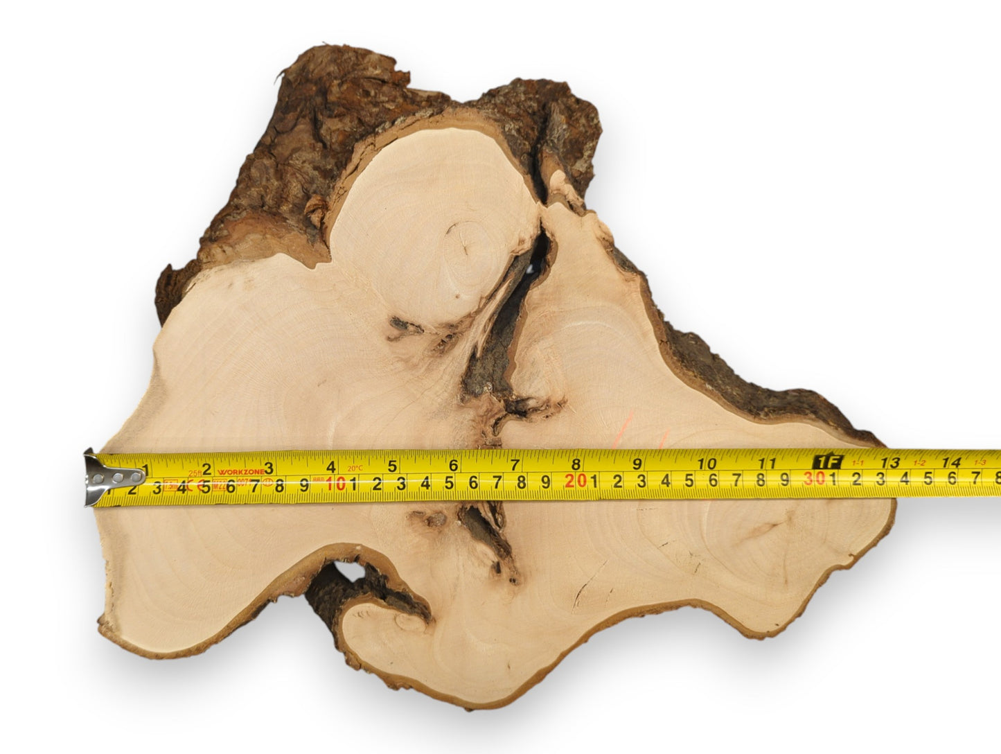 Smooth, light linden root wood slice, irregular, with dark rough bark and a yellow measuring tape.