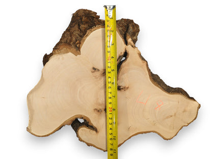 Pale, irregular wood slice displays smooth grain, dark rough bark, and a vertical yellow measuring tape.
