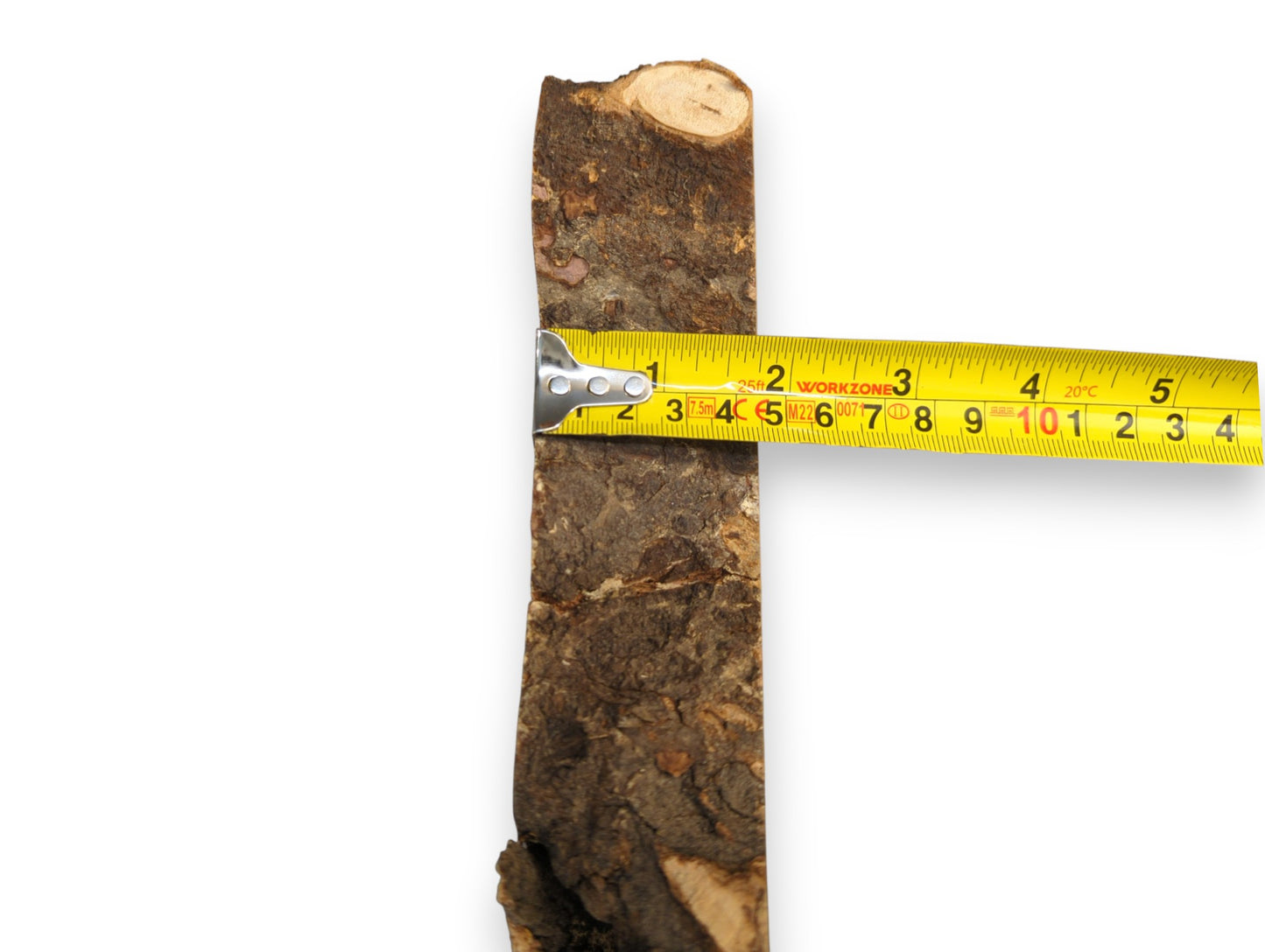 This dark brown linden root wood slice, featuring rough bark, is measured horizontally by a yellow tape.