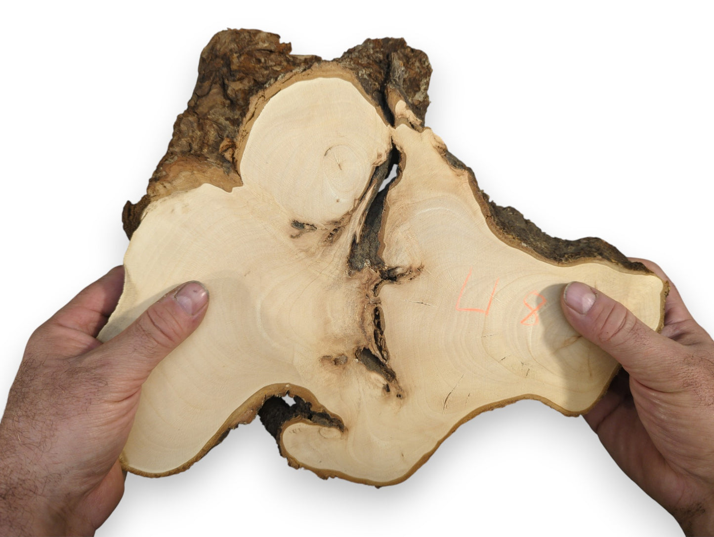 Hands display an irregular, pale linden root wood slice with dark bark, visible grain, and orange markings.