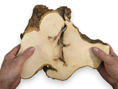Hands display an irregular, pale linden root wood slice with dark bark, visible grain, and orange markings.