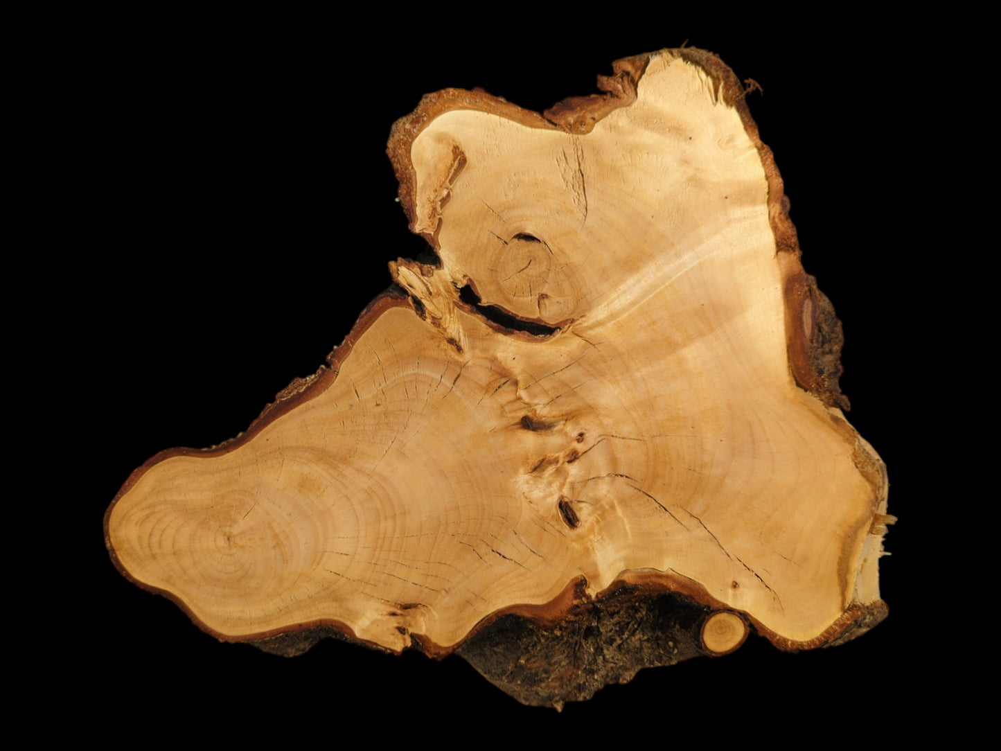 Planed linden root wood slice, irregularly shaped, with light wood, visible grain, and bark edge.
