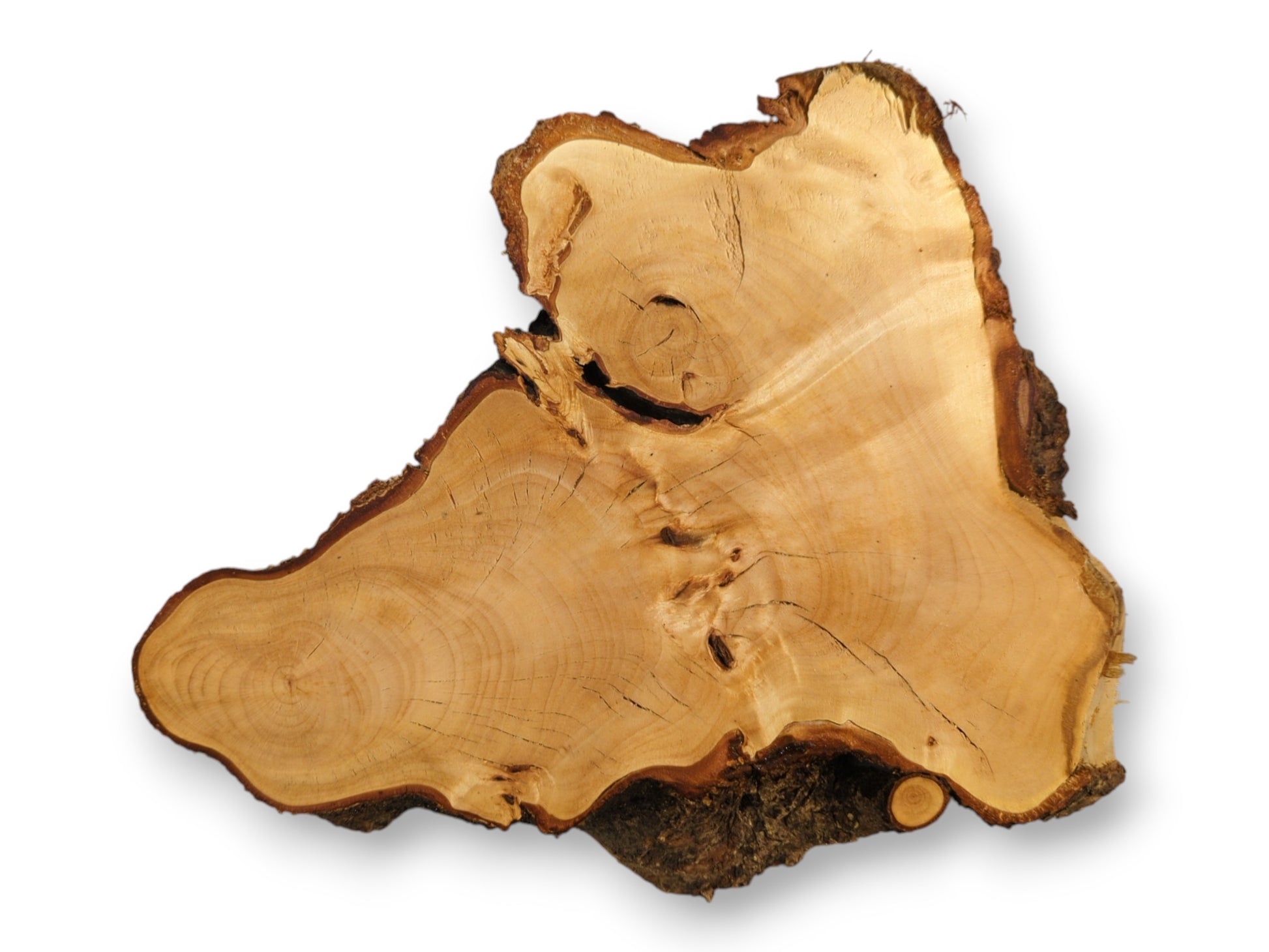 Irregularly shaped linden root wood slice features pale wood, distinct grain patterns, and dark, rough bark edges.