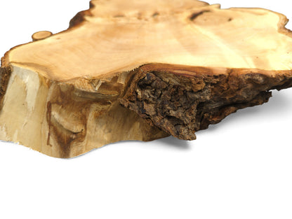 Angled view of an irregular linden root wood slice, showing its smooth top and rough bark.