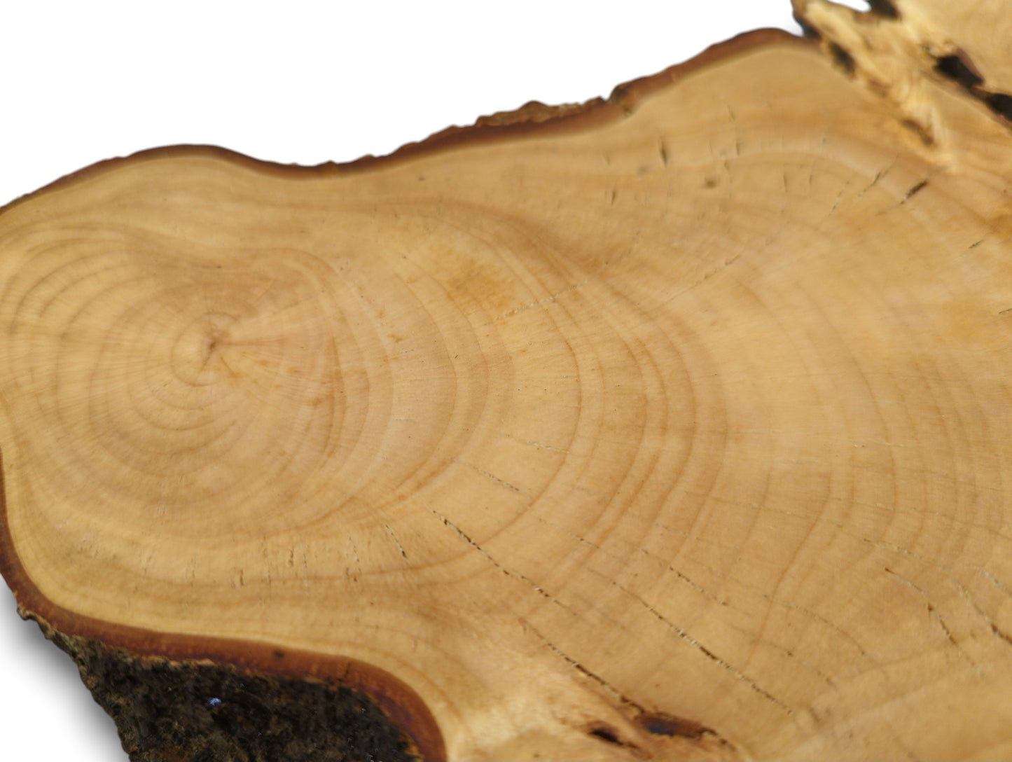 A smooth, pale linden wood slice shows distinct annual rings and a dark, rough bark edge.