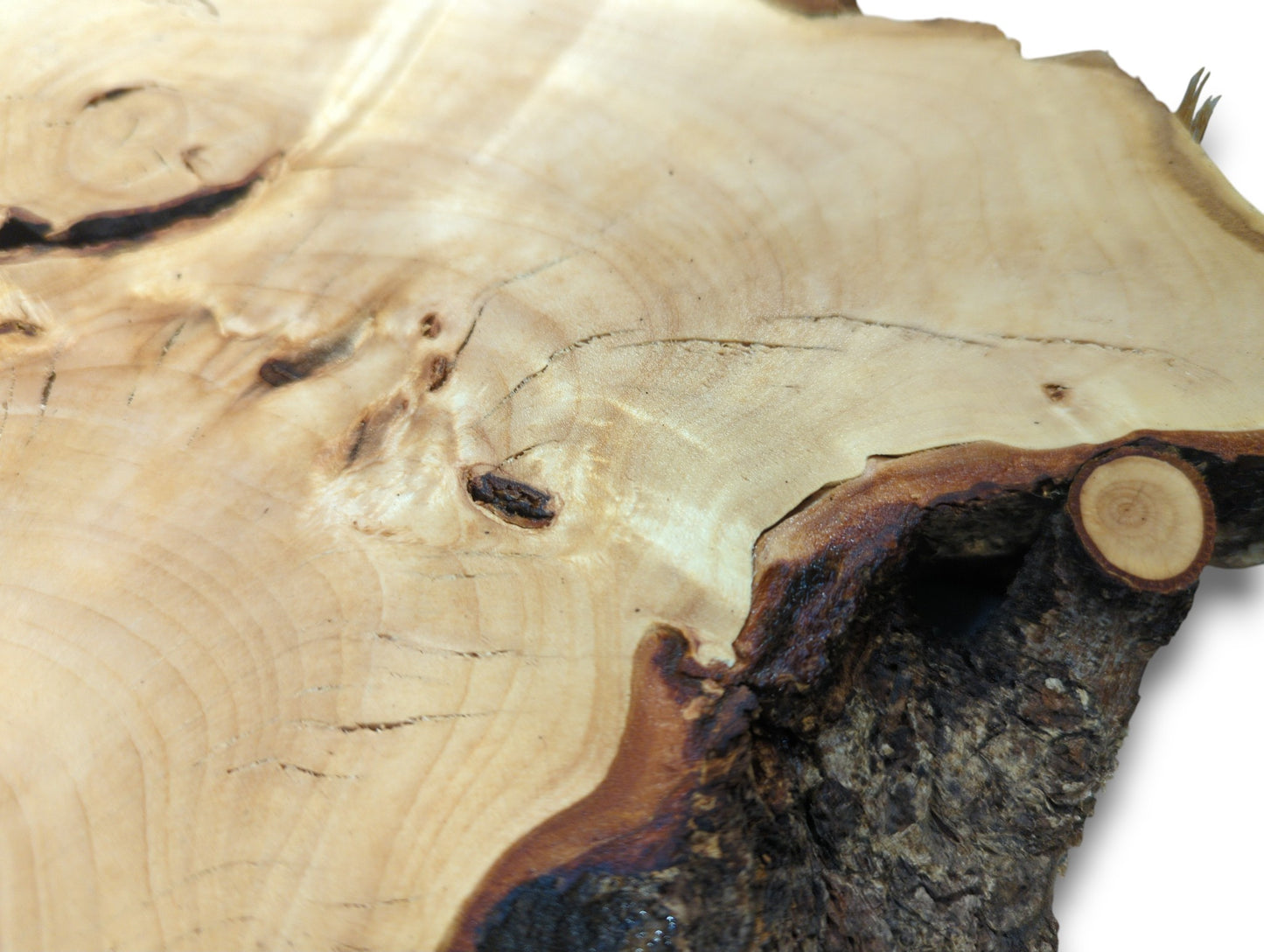 Light-colored linden wood slice, irregular, shows distinct grain, dark inclusions, coarse bark, and a stub.