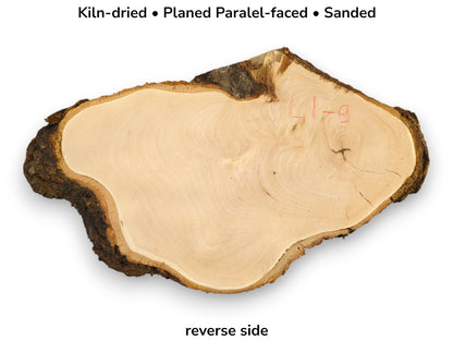 Sanded linden root wood slice (reverse), bark edge. Image shows 'Kiln-dried, Planed' text and 'L1-9'.