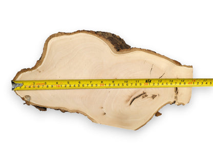 Pale linden root wood slice with smooth surface, natural bark, visible grain, and a yellow measuring tape.