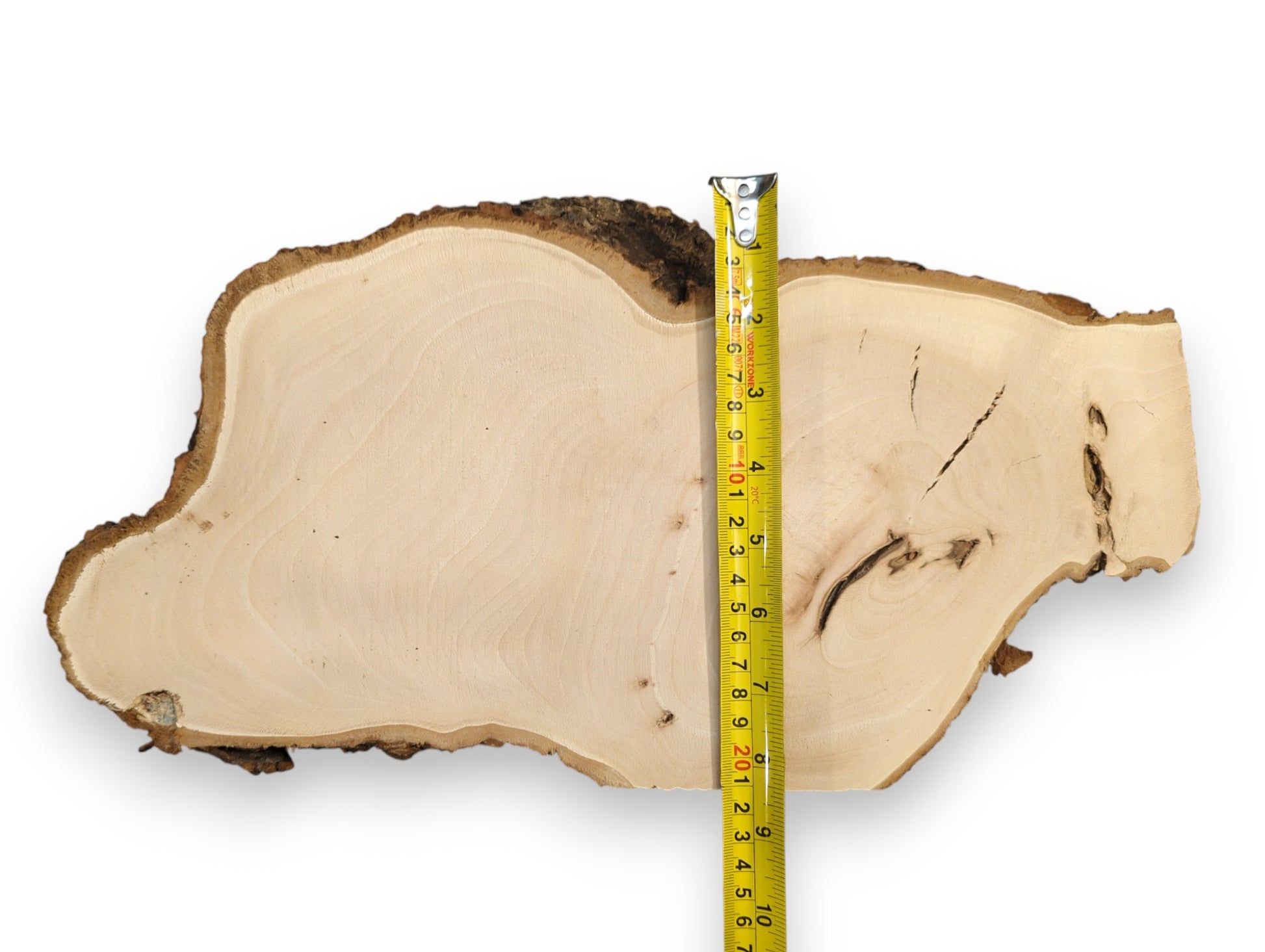 Light, irregular linden root wood slice, smooth with dark bark, grain lines, and a yellow measuring tape.