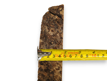 Dark brown, textured linden root wood slice with rough bark, measured by a yellow tape measure.