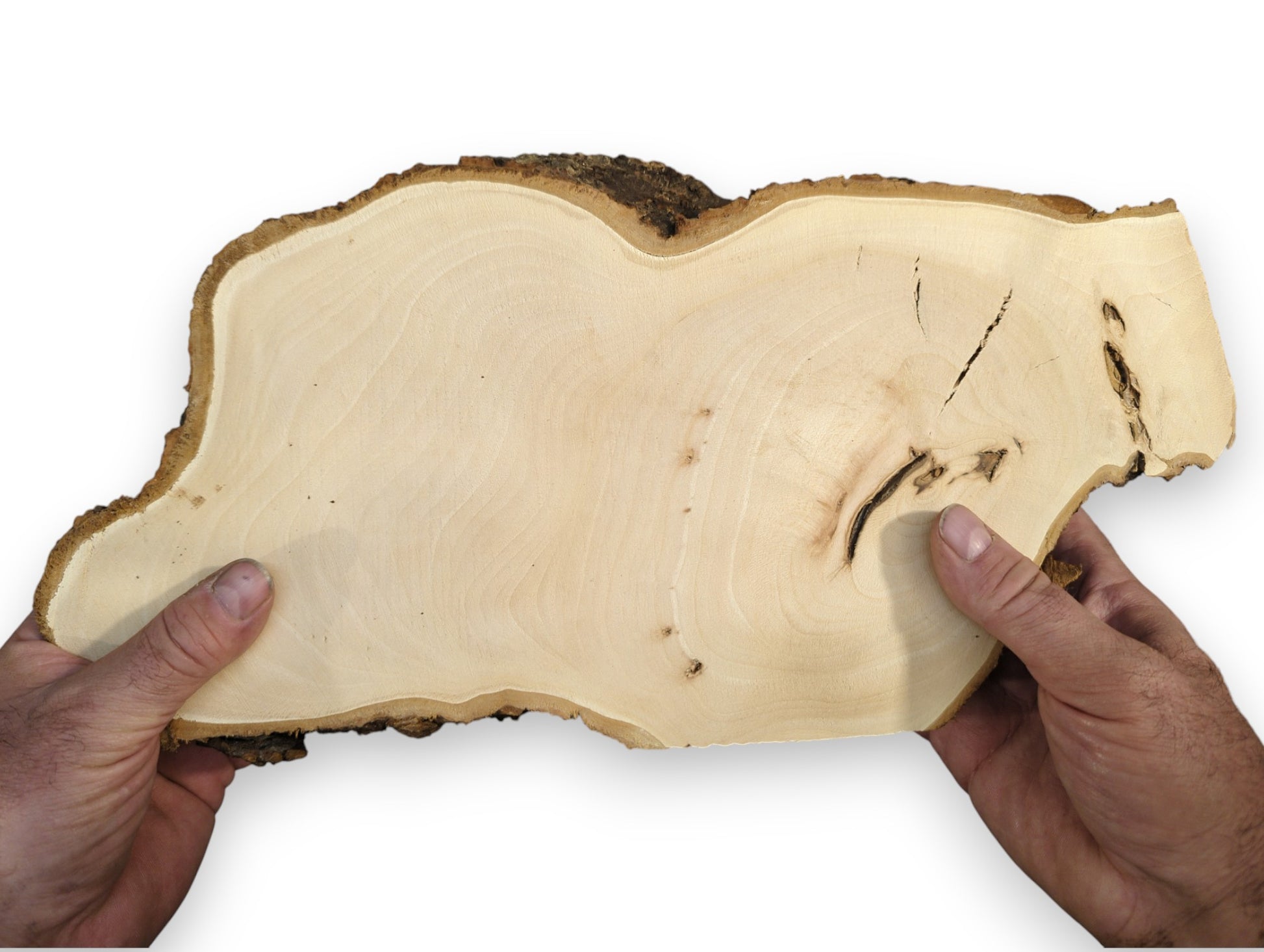 Two hands hold a pale linden root wood slice featuring natural bark, a smooth surface, and dark knots.