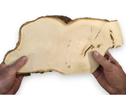 Two hands hold a pale linden root wood slice featuring natural bark, a smooth surface, and dark knots.