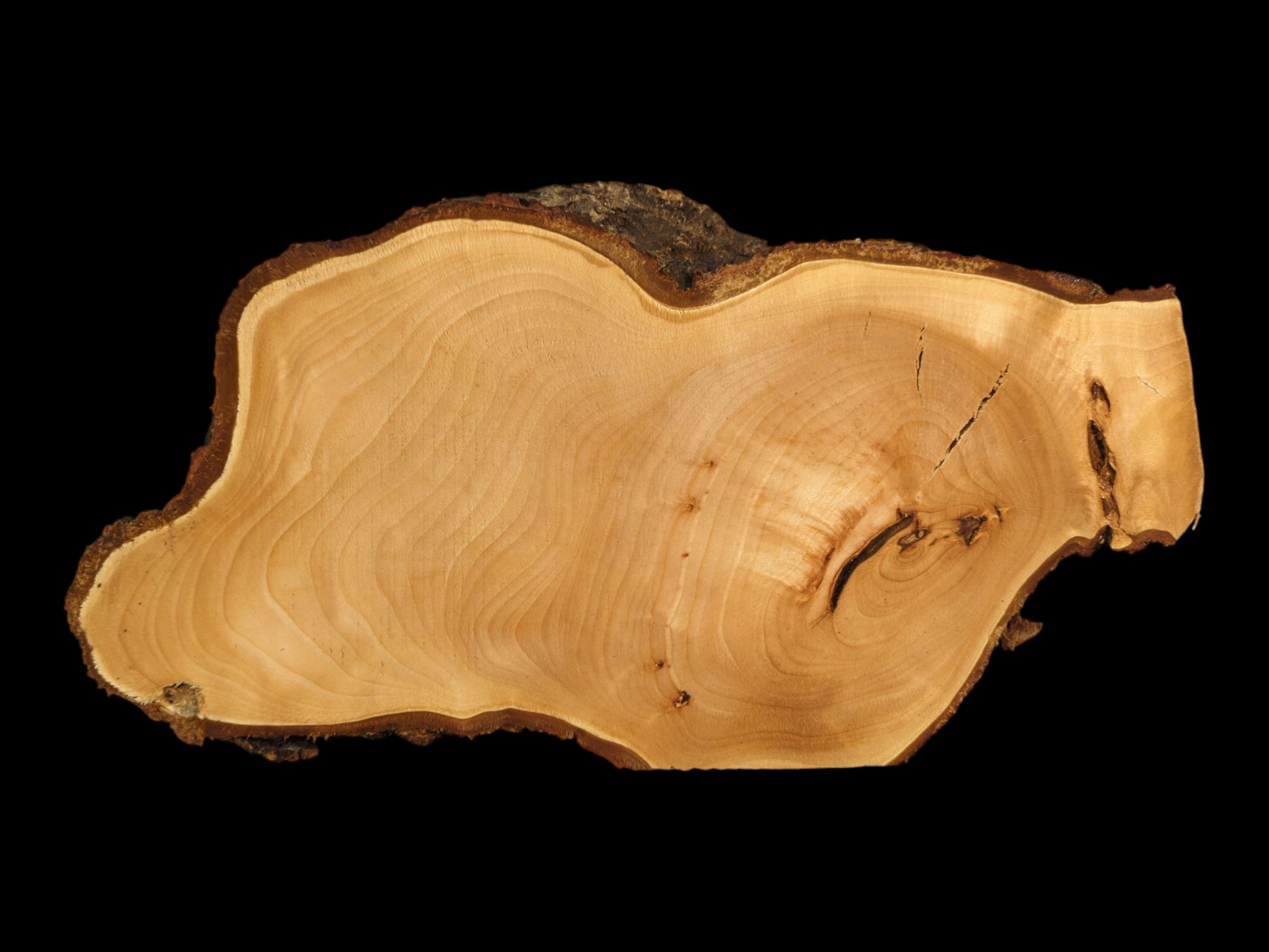 A light brown, irregularly shaped wood slice displays prominent grain, natural cracks, dark knots, and a rough bark.
