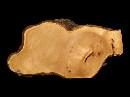 A light brown, irregularly shaped wood slice displays prominent grain, natural cracks, dark knots, and a rough bark.