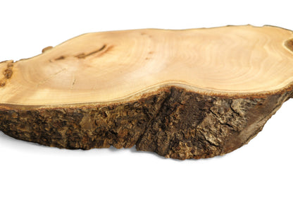 A smooth, planed linden root wood slice, pale golden with distinct grain and dark, rough bark.