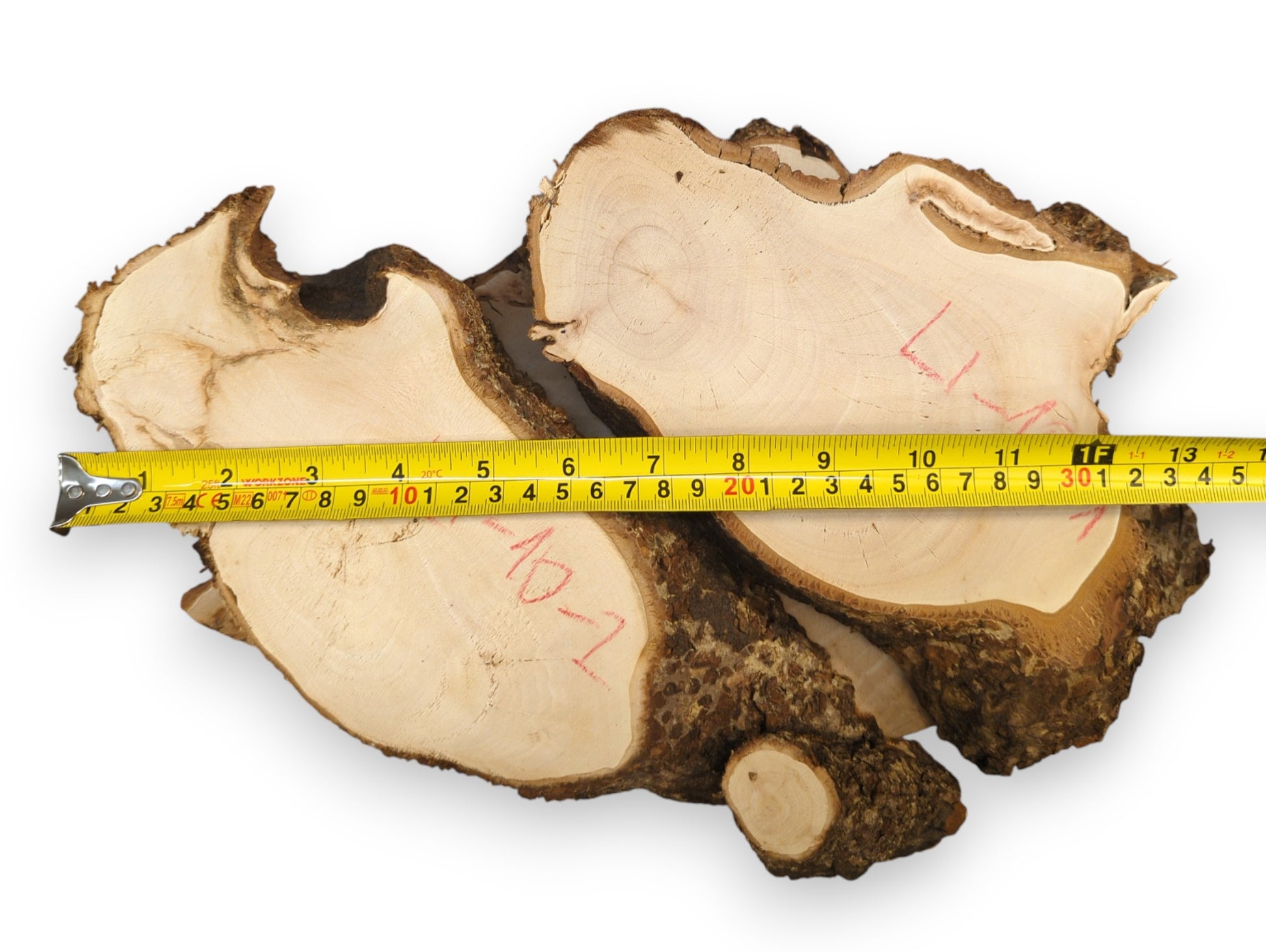 Three light linden root wood slices, textured dark bark edges, red markings, yellow measuring tape.