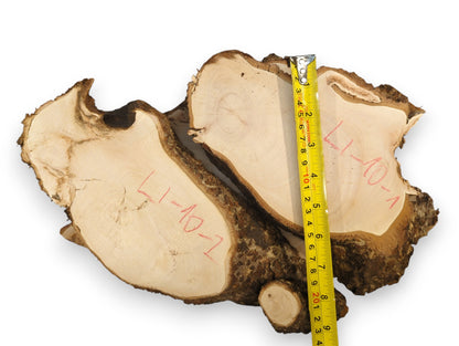 Multiple irregular linden root slices, light-colored, with dark bark edges, red codes, and yellow measuring tape.