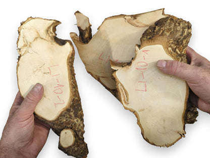 Uneven linden root wood slices, three pieces, feature light grain, dark textured live bark, and red markings.