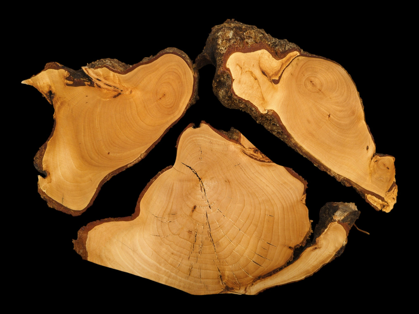Yellowish-brown linden root wood slices, three irregular pieces with dark bark edges and visible growth rings.