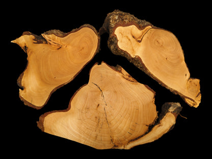 Yellowish-brown linden root wood slices, three irregular pieces with dark bark edges and visible growth rings.