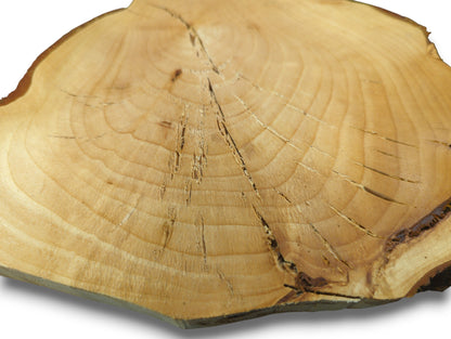 Close-up of a light linden root wood slice, showing prominent annual rings, radiating cracks, and dark bark.