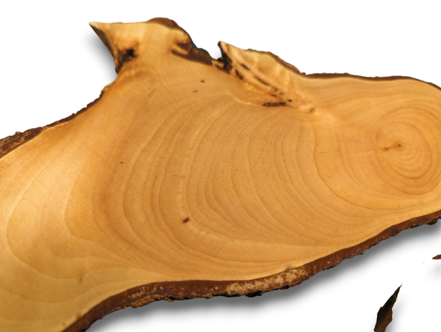 An irregular, light brown linden root slice with distinct growth rings and a dark, textured bark edge.