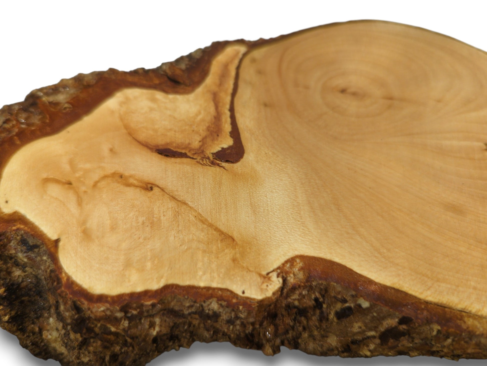 This single linden root slice features smooth golden-brown wood, concentric rings, and dark, rugged bark.